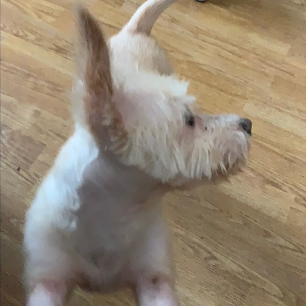 Meet your Posher, Porfirio